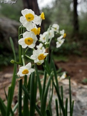 Narcissus tazetta