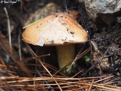 Suillus mediterraneensis