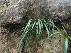 Vagaria parviflora