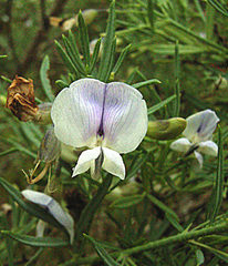 Psoralea elegans