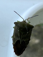 Piezosternum subulatum