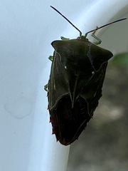 Piezosternum subulatum