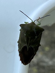 Piezosternum subulatum