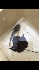 Cottus caeruleomentum