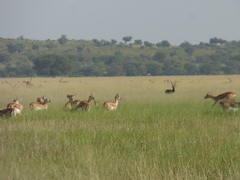 Antilope cervicapra