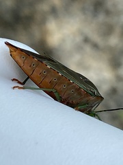 Piezosternum subulatum