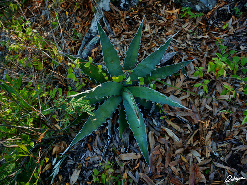 Agave xylonacantha