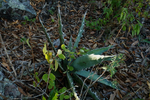 Agave xylonacantha