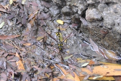 Phimenes flavopictus formosanus