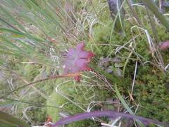 Geranium krylovii