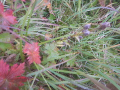 Geranium krylovii