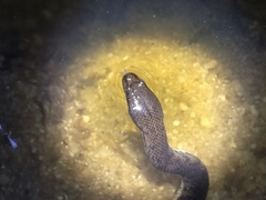 Cerberus schneiderii