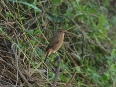 Saxicola caprata