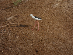 Himantopus himantopus