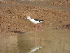 Himantopus himantopus