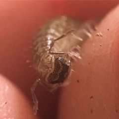 Cleidogona
