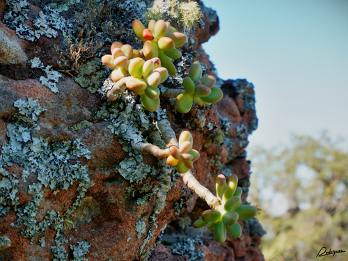 Pachyphytum fittkaui