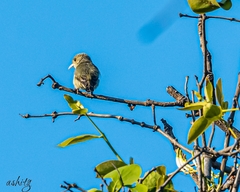 Dicaeum erythrorhynchos