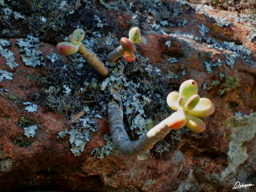 Pachyphytum fittkaui