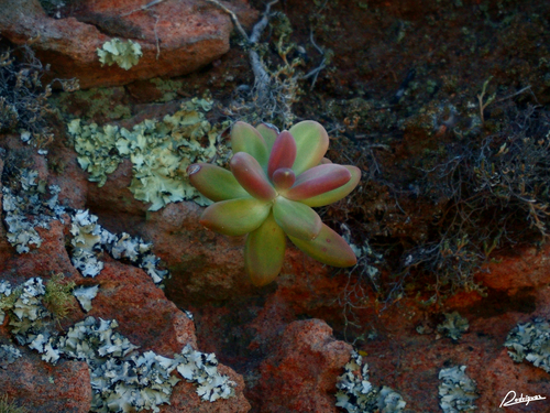 Pachyphytum fittkaui