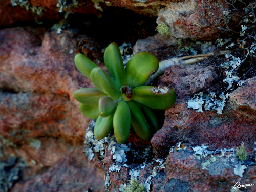 Pachyphytum fittkaui