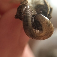 Cleidogona