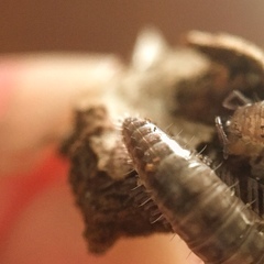 Cleidogona