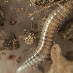 Cleidogona