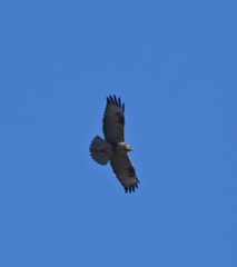 Buteo hemilasius