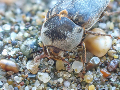 Dermestes frischii