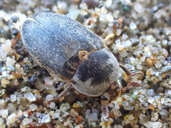 Dermestes frischii