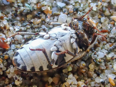 Dermestes frischii