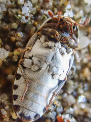 Dermestes frischii