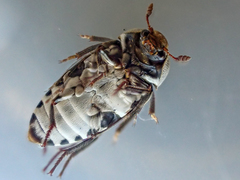 Dermestes frischii