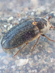 Dermestes frischii
