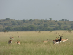 Antilope cervicapra