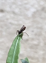 Micrathena plana