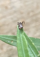 Micrathena plana
