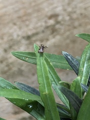 Micrathena plana
