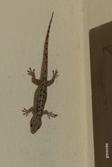 Phyllopezus przewalskii