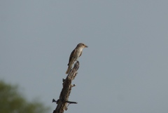 Muscicapa striata