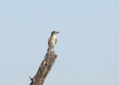 Muscicapa striata