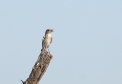 Muscicapa striata