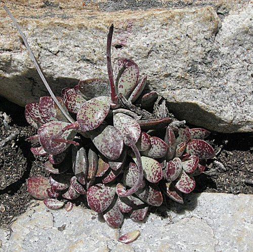 Adromischus maculatus