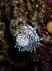 Antiopella capensis