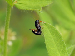 Cryptocephalus flavipes