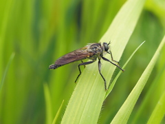 Dysmachus fuscipennis