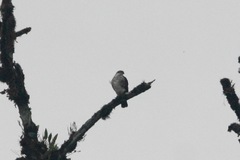 Microspizias collaris