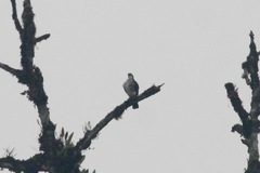 Microspizias collaris