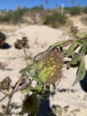 Passiflora pentaschista
